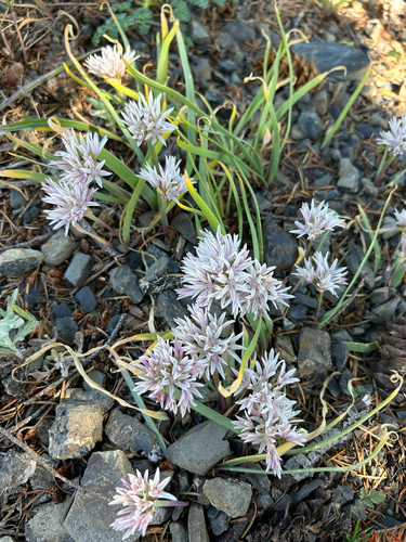 Allium crenulatum, photograph 3
