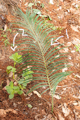Macrozamia riedlei, photograph (c) Carmon, some rights reserved (CC BY-SA)