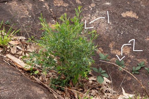 Grevillea manglesii, photograph 6