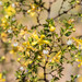 Creosote Bushes - Photo (c) David Kaposi, some rights reserved (CC BY-NC), uploaded by David Kaposi