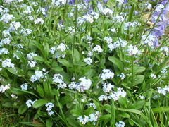 Myosotis scorpioides
