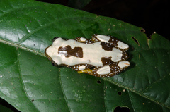 Afrixalus nigeriensis