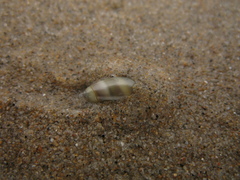 Olivella semistriata