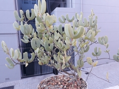 Mesembryanthemoideae