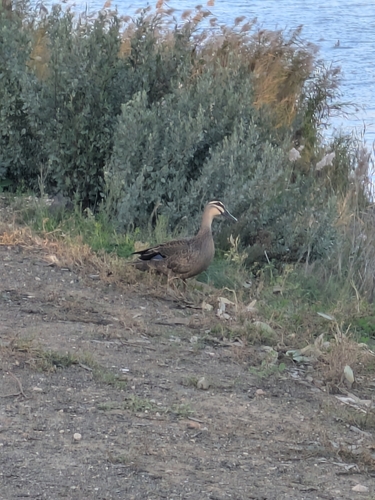 Pacific Black Duck