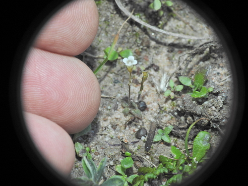 Mitrasacme pygmaea observed 2026-07-12