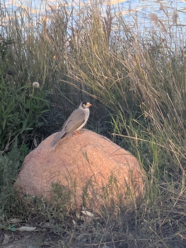 Noisy Miner