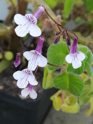 Streptocarpus pallidiflorus