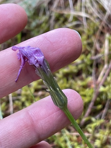 Scorzonera rosea, photograph 1
