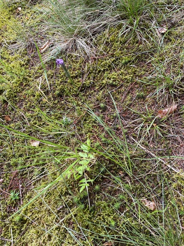 Scorzonera rosea, photograph 2