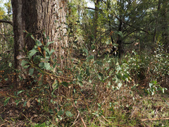 Daviesia latifolia, photograph author not stated, no rights reserved