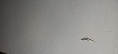 Afrogecko porphyreus