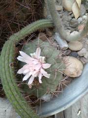Gymnocalycium