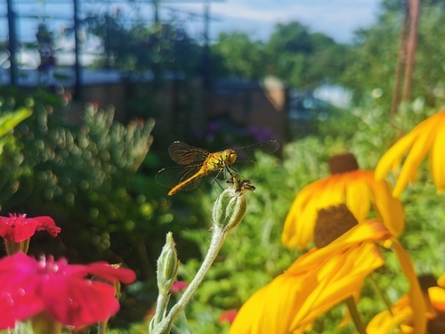 Ruddy Darter