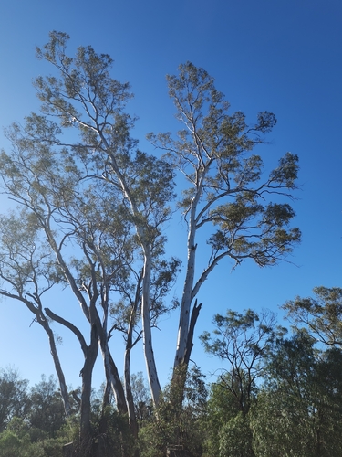 Eucalyptus intertexta observed 2026-07-12