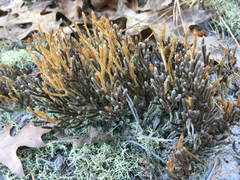 Selaginella acanthonota