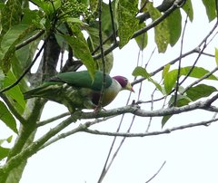 Ptilinopus occipitalis