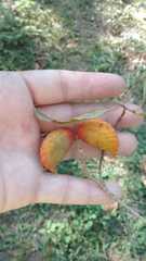 Tabernaemontana catharinensis