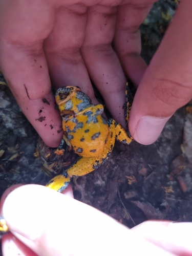 Yellow-bellied Toad