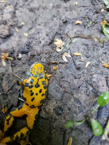 Yellow-bellied Toad