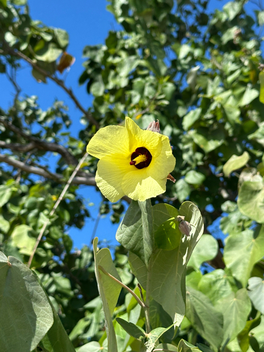sea hibiscus