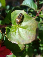Eristalis pertinax