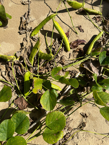 Beach Bean