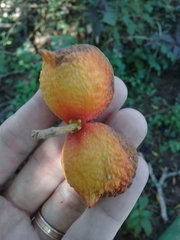 Tabernaemontana catharinensis