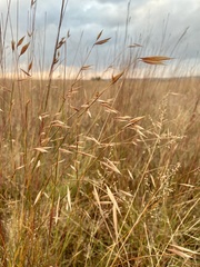 Monocymbium ceresiiforme