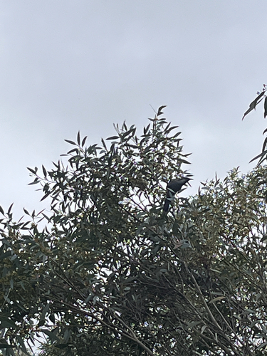 Little Wattlebird