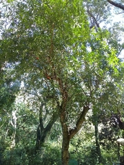 Tabernaemontana catharinensis