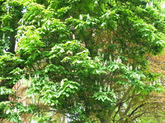 Aesculus hippocastanum