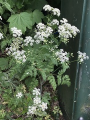Anthriscus sylvestris