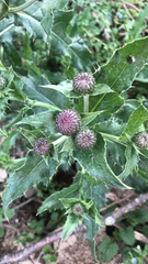 Cirsium arvense