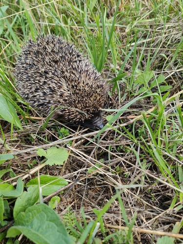 Northern White-breasted Hedgehog