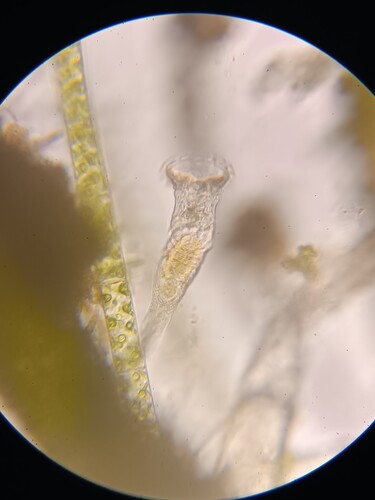 Flosculariidae