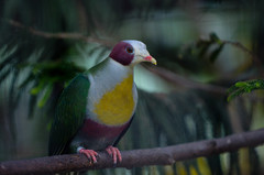 Yellow-Breasted Fruit-Dove photo 1