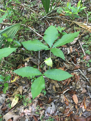 Arisaema quinatum