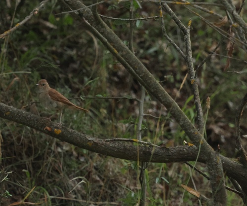 Common Nightingale