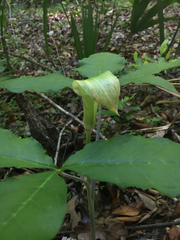 Arisaema quinatum