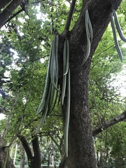 Parmentiera cereifera