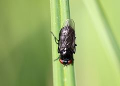 Chrysogaster solstitialis