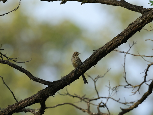 Cirl Bunting