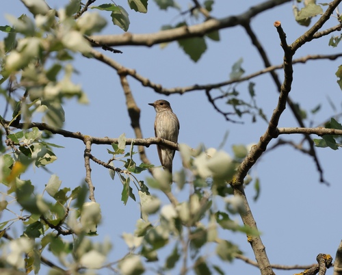 Spotted Flycatcher
