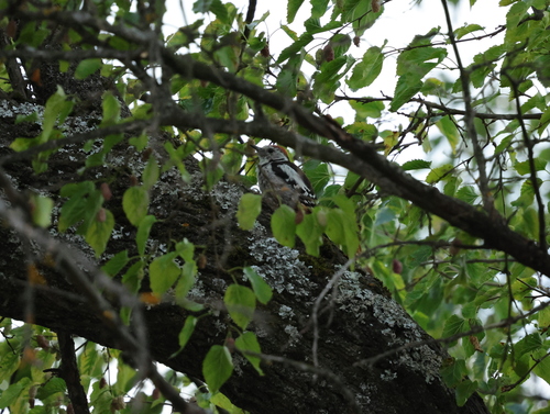 Middle Spotted Woodpecker