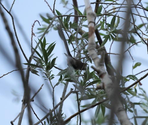Long-tailed Tit