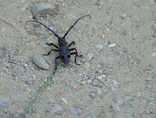 Morimus funereus