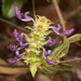 Coleus lasianthus - Photo (c) Wynand Uys, alguns direitos reservados (CC BY), uploaded by Wynand Uys