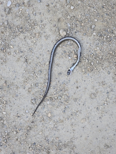 grass snake