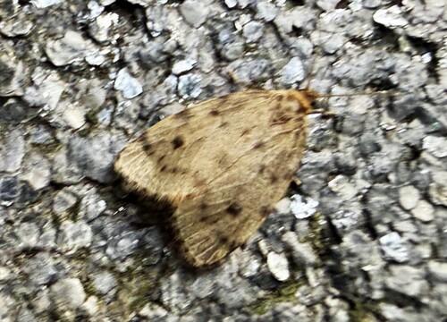 Round-winged Muslin, 3925 Scherpenzeel, Nederland, photo 10 of 10